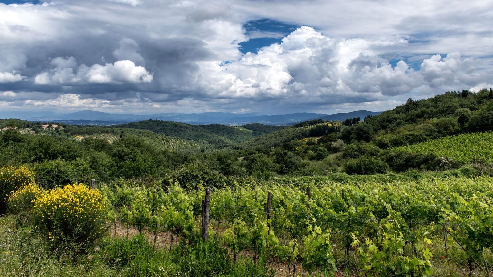 Vineyards on the rolling hills of Tuscany