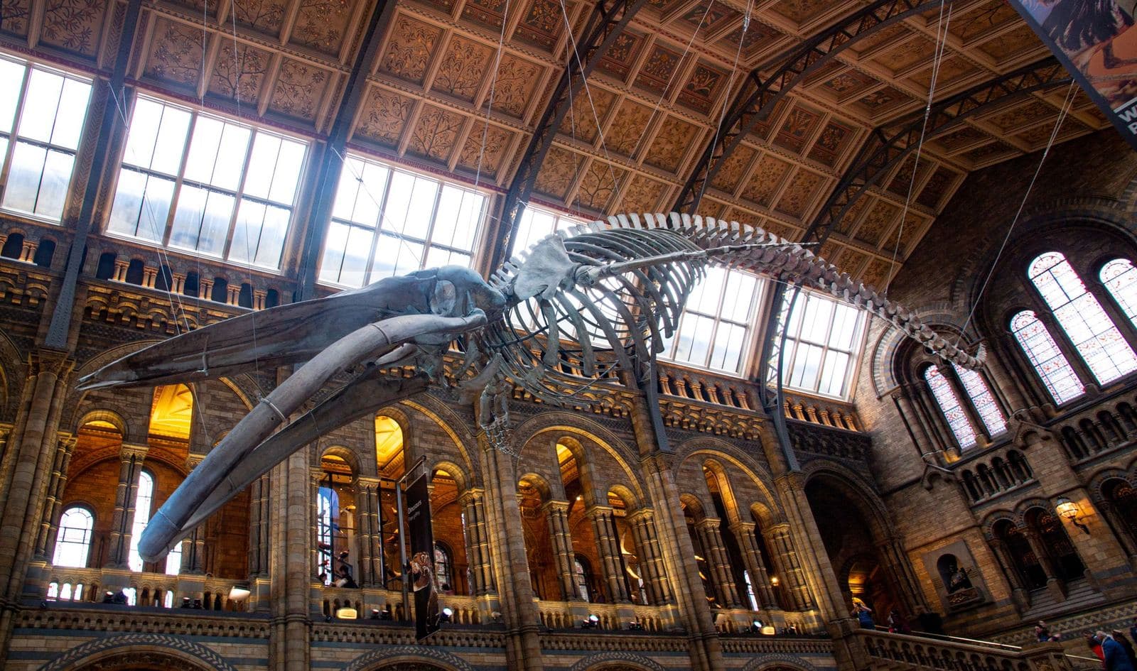 Esqueleto de ballena azul bajo el techo abovedado del Museo de Historia Natural