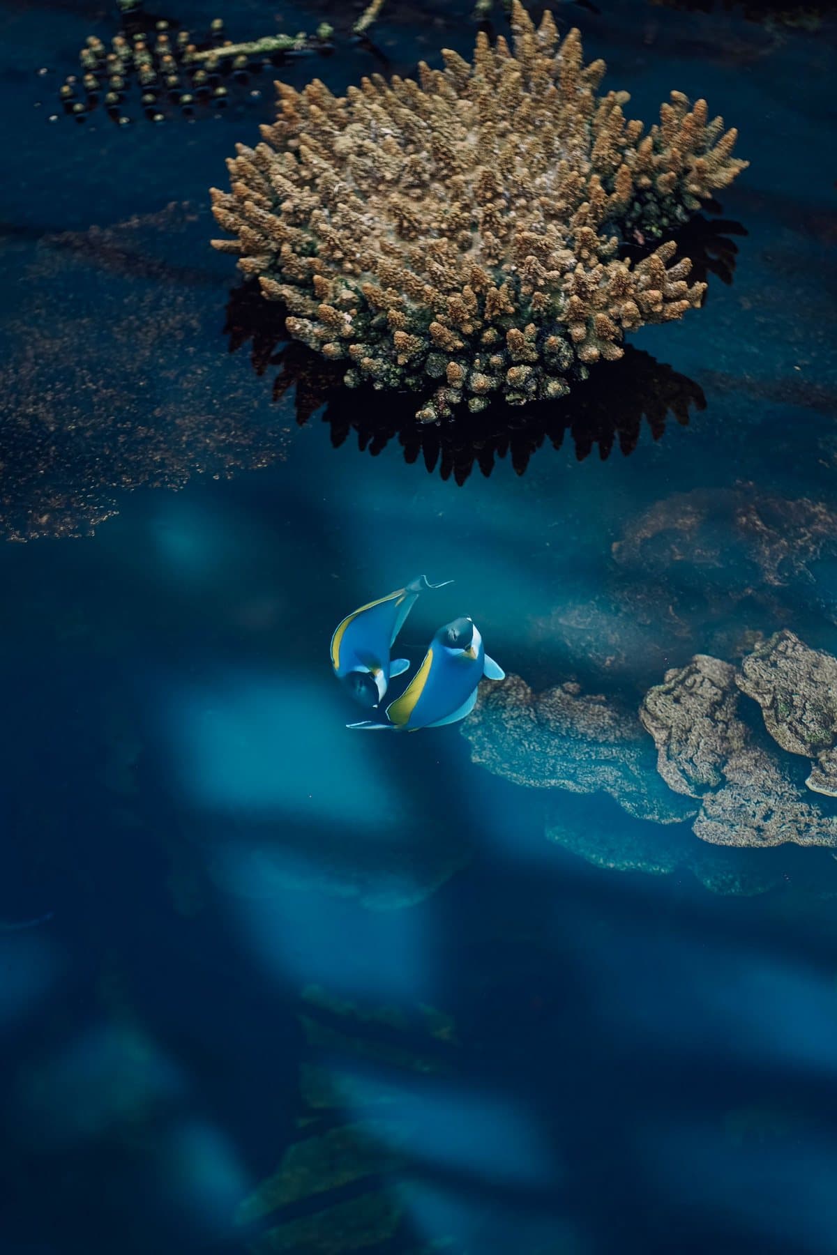 A blue tang swimming over coral