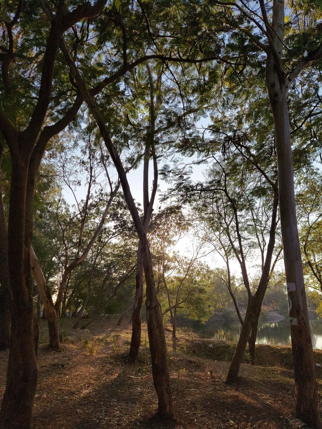 Sunlight through the trees on a forest path