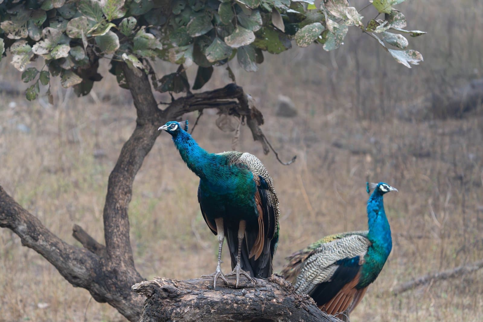 Two peacocks perched on a tree branch