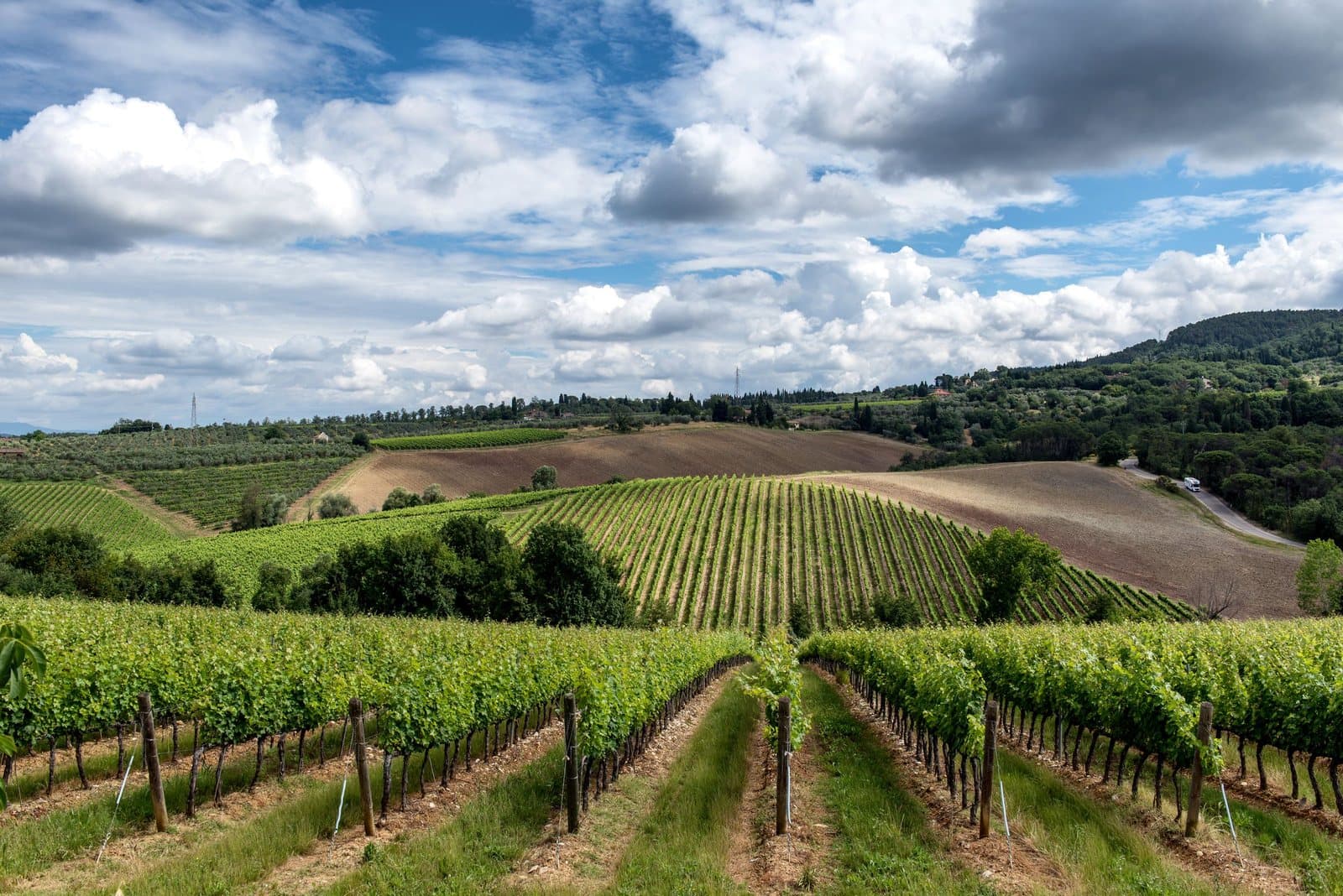 Vineyards on the rolling hills of Tuscany