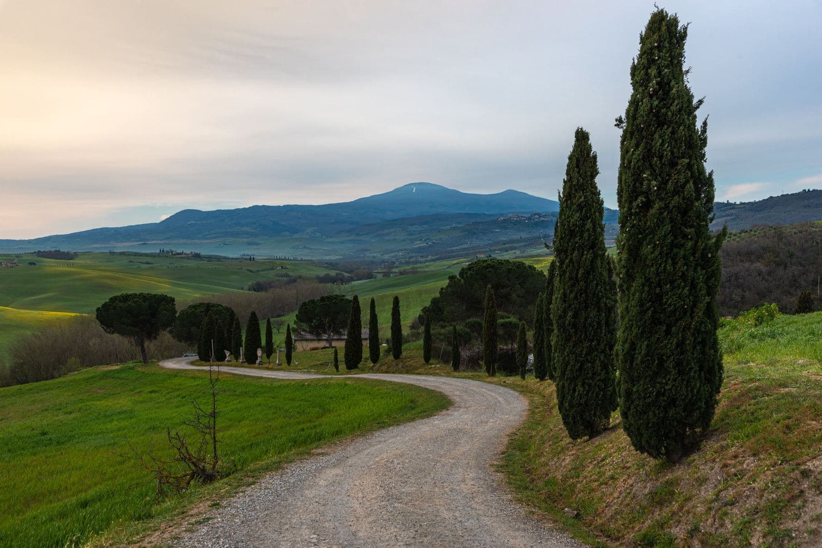 Cypress-lined road through the Tuscan hills