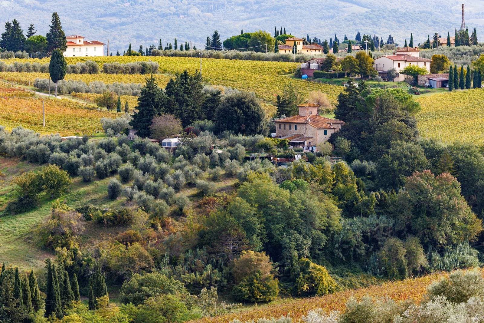 Olive groves and rolling hills in Tuscany