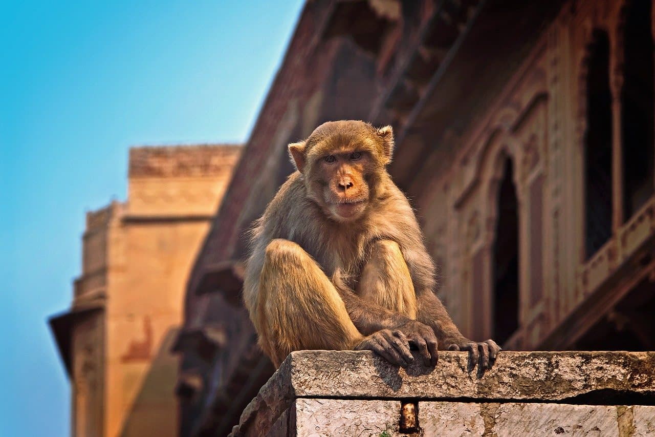 A monkey sitting on a sandstone wall in Vrindavan
