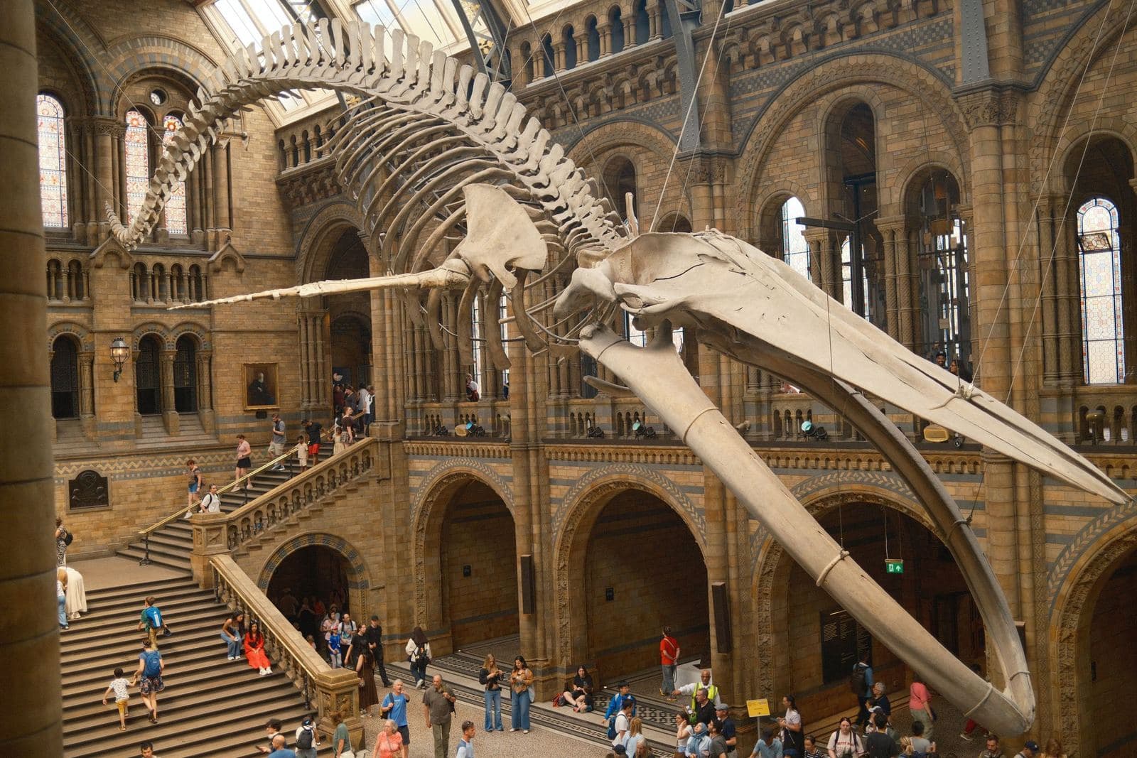 Blauwalskelett in der Hintze Hall, Natural History Museum, London
